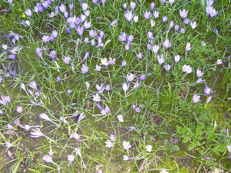 Schlosspark mit Krokusbluete 4
