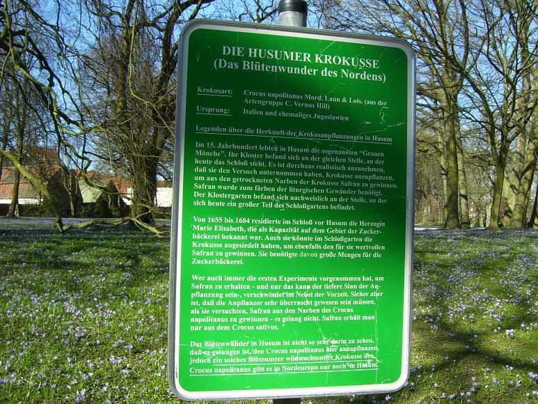 Schlosspark mit Krokusbluete 10