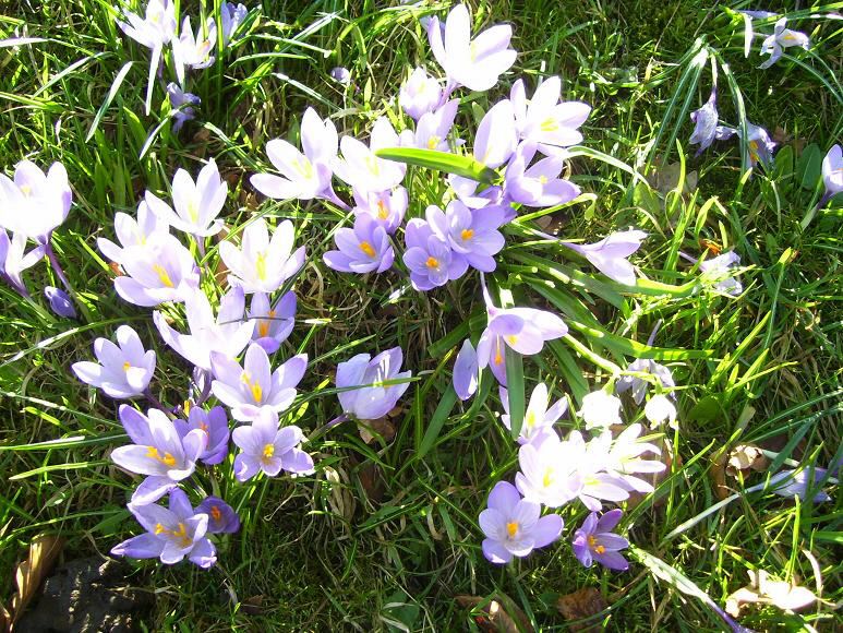 Schlosspark mit Krokusbluete 3