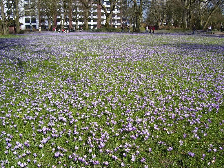 Schlosspark mit Krokusbluete 5