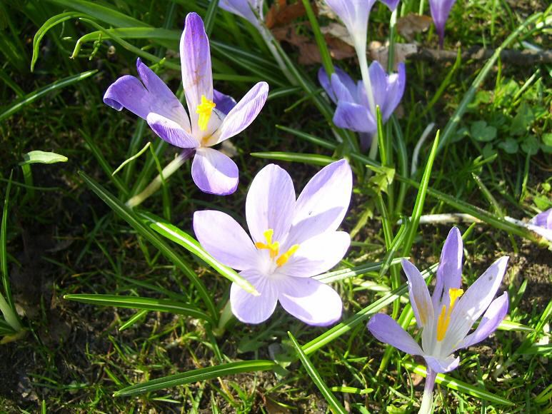 Schlosspark mit Krokusbluete 6