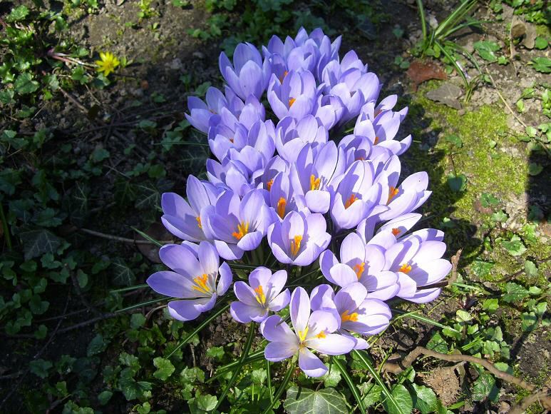 Schlosspark mit Krokusbluete 9