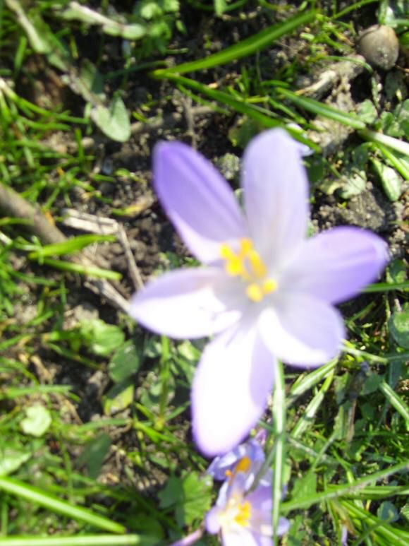 Schlsspark mit Krokusbluete 8