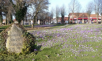 05 Mai 2014 Krokusse